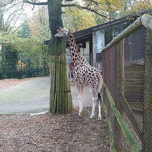 Rothschild giraffe at ouwehands