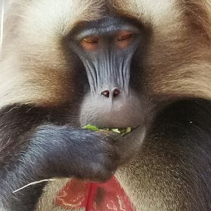 Mammals of Ethiopia, Eritrea, Djibouti and Somalia Field Guide to the Larger Mammals of the Horn of Africa