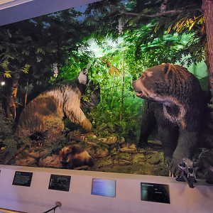 Oct. 2021 - Museum of Science - Ohio: After the Ice - Short-faced Bear + Giant Sloth Display