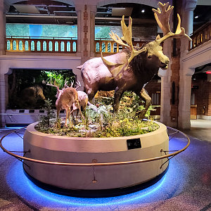 Oct. 2021 - Museum of Science - Ohio: After the Ice - Stag Moose Display