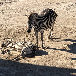 Zebra mother foal