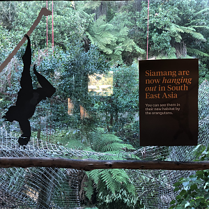 Demolition of the old Siamang enclosure