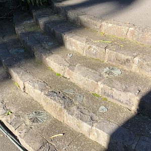 Leaves on the Rotunda stairs