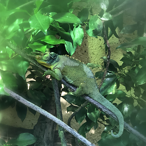Dreamy Jackson's Chameleon