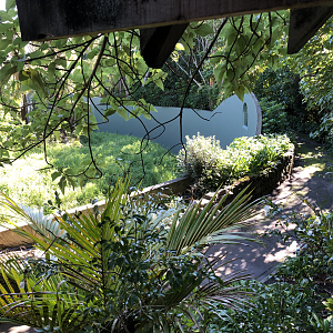 Behind the scenes, old pathway around the Orangutan exhibit