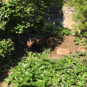 Sunbathing Capybara and Black-capped (Bolivian) Squirrel monkey in tree
