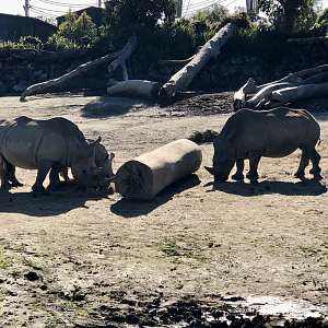 Three White Rhinoceros
