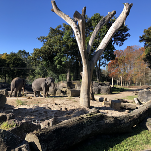 Burma and Anjalee in the Elephant enclosure