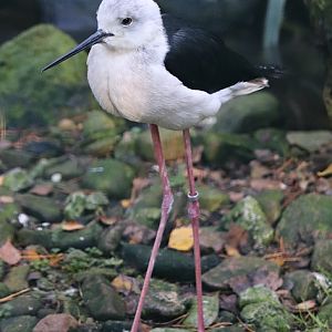 Black-winged stilt (Himantopus himantopus)