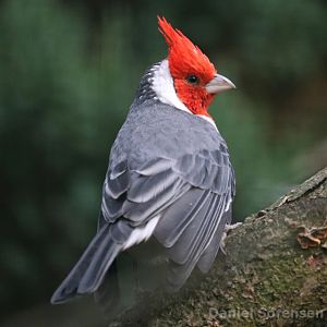 Red-crested cardinal (Paroaria coronata)