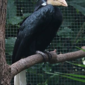 Papuan hornbill (Rhyticeros plicatus)