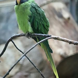 Slaty-headed parakeet (Psittacula himalayana)