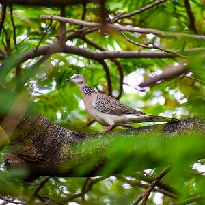 Spotted Dove (Spilopelia chinensis)
