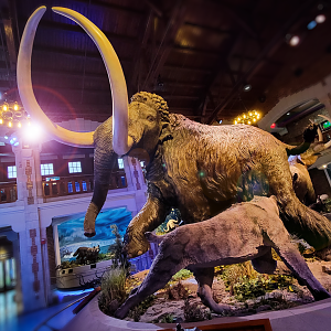 Oct. 2021 - Museum of Science - Ohio: After the Ice: Mammoth + Saber-toothed Cat Display