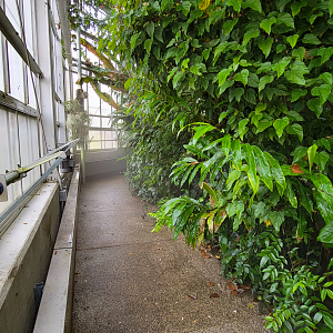 Oct. 2021 - Museum of Science - Tropics (Walk-thru Poison Dart Frog Exhibit)