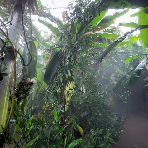 Oct. 2021 - Museum of Science - Tropics (Walk-thru Poison Dart Frog Exhibit)