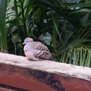 Zebra dove