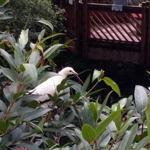 Pied imperial pigeon