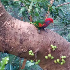 Lorikeet