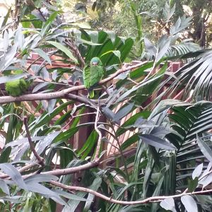 White-fronted Amazon