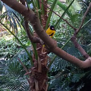 Black headed oriole