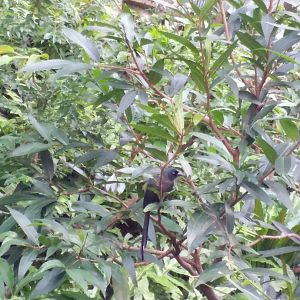 Racket tailed treepie