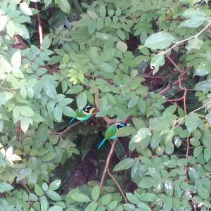 Long-tailed Broadbills