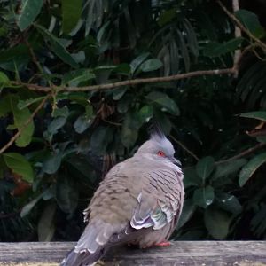 Crested dove