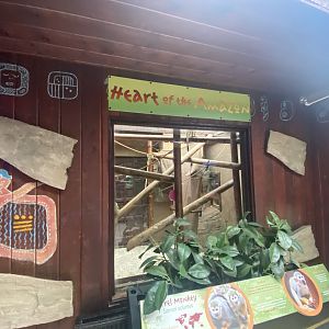 Heart of the Amazon - Squirrel monkey exhibit 140921