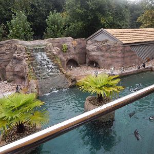 Inca Trail - Humboldt penguin exhibit 140921