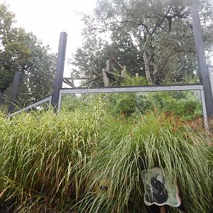 Colombian black spider monkey exhibit 140921