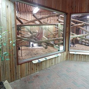 Cherry-crowned mangabey indoors 140921