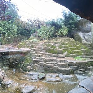 Ussuri Falls - Amur leopard enclosure 140921