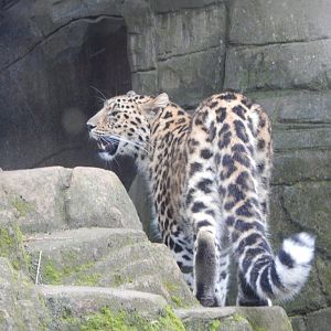 Ussuri Falls - Amur leopard 140921