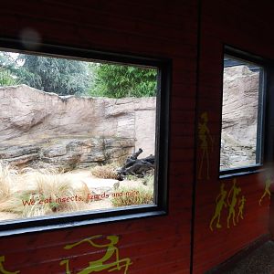 Out of Africa - Fennec fox outdoors 140921