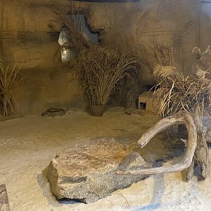 Out of Africa - Fennec fox indoors 140921