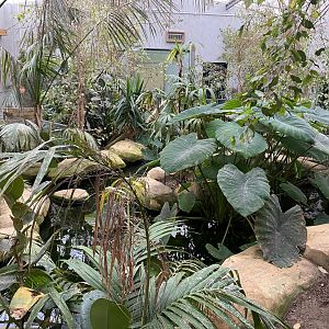Rainbow lorikeet freeflight aviary 140921