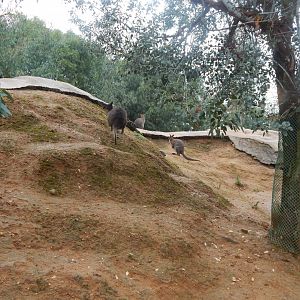 Wallaby walkthrough 140921