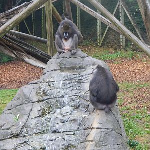 Edge of Africa - Mandrills 140921