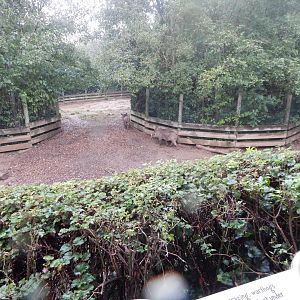 Edge of Africa - Northern warthog enclosure 140921