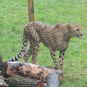 Edge of Africa - South African cheetah 140921