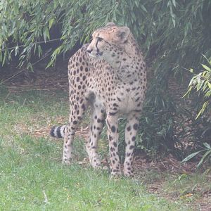 Edge of Africa - South African cheetah 140921