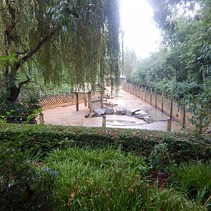 Edge of Africa - Red river hog enclosure 140921