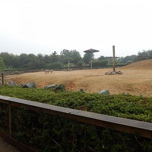 Kingdom of the Wild - Savannah exhibit 140921