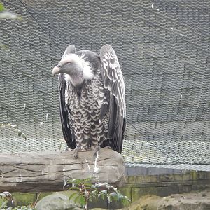 Kingdom of the Wild - Rueppell's vulture 140921