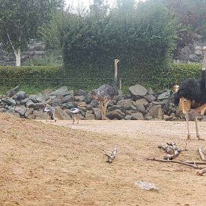 Kingdom of the Wild - Savannah exhibit 140921