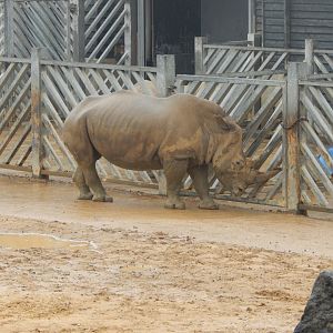Kingdom of the Wild - Southern white rhinoceros 140921
