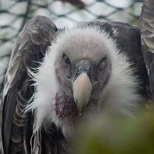 Kingdom of the Wild - Rueppell's vulture 140921