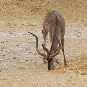 Kingdom of the Wild - Greater kudu 140921