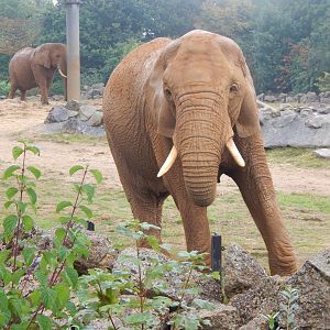 Kingdom of the Wild - African elephant 140921